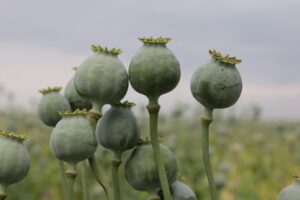Az olajos magok áztatásának fontossága
