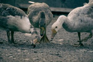 A növények elrendezése dizájn szerint