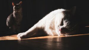5 perces reggeli energizáló nyújtás