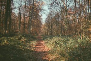 Erdőfürdőzés – shinrin-yoku élmény a gyakorlatban