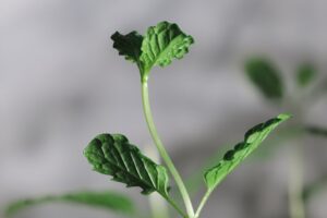 Töltött zöldségek újragondolva – hús nélkül