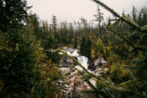 Az erdő jótékony hatásai – A forest bathing, avagy az erdőfürdőzés