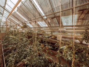 Urban jungle – hogyan lesz dzsungel a nappalidból?