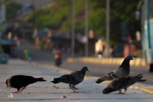 Vadvilág városokban – rókák, sünök, nyestek és társaik