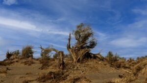 A város küzdelme a klímaváltozás ellen: alkalmazkodás és fenntarthatóság